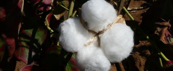 Ripe cotton boll on a farm in Madagascar © B. Bachelier, CIRAD